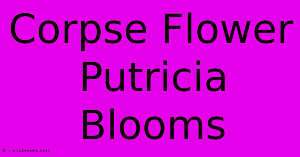 Corpse Flower Putricia Blooms