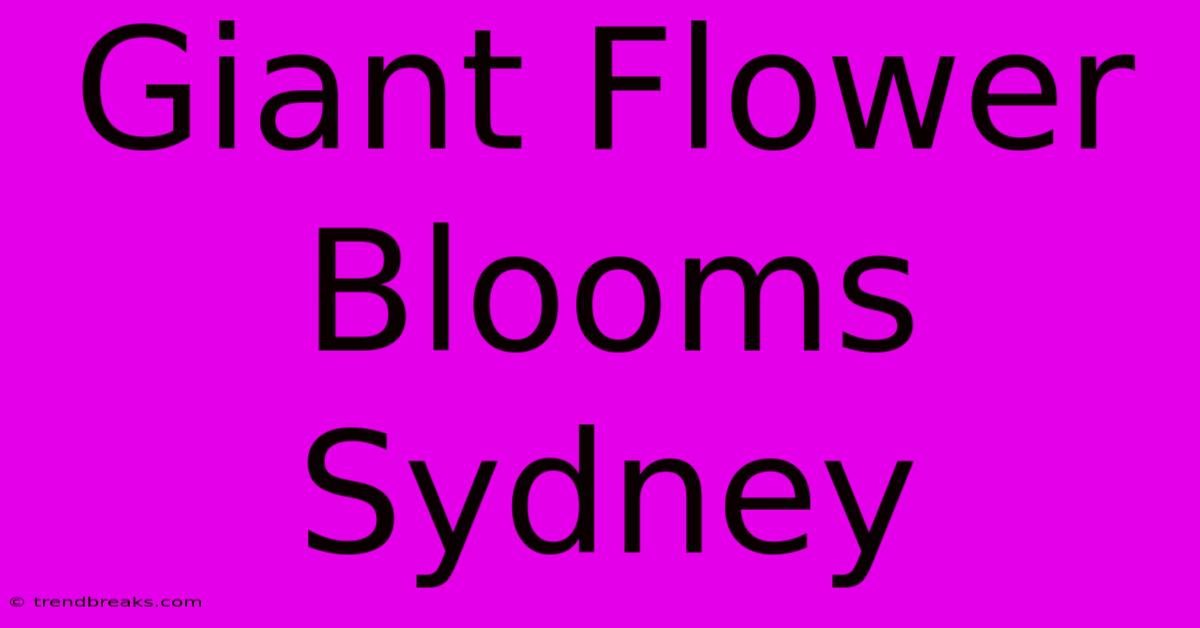 Giant Flower Blooms Sydney